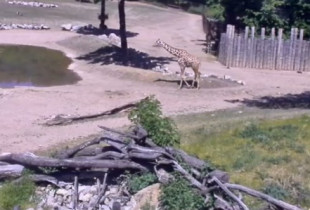 Obraz podglądu z kamery internetowej Brno - ZOO